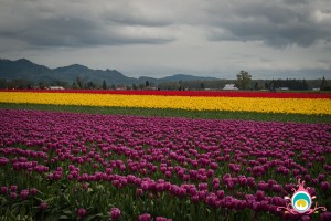 roozengaarde skagit valley tulip festival