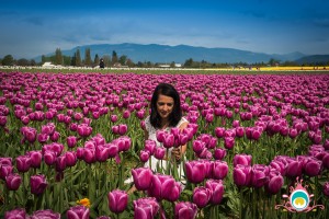 roozengaarde tulip festival