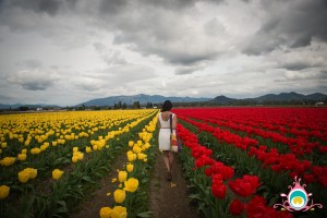roozengaarde tulip festival
