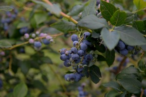 bc blueberries, didar farms