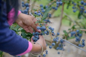 bc blueberries