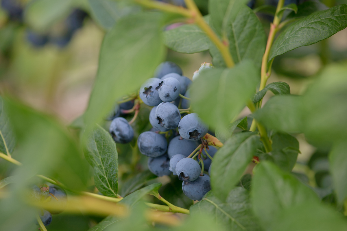 bc blueberries