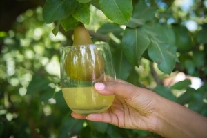 pear cider