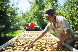 pear orchard sacramento delta
