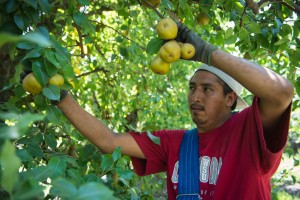 pear orchard sacramento delta
