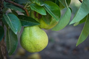 pear orchard
