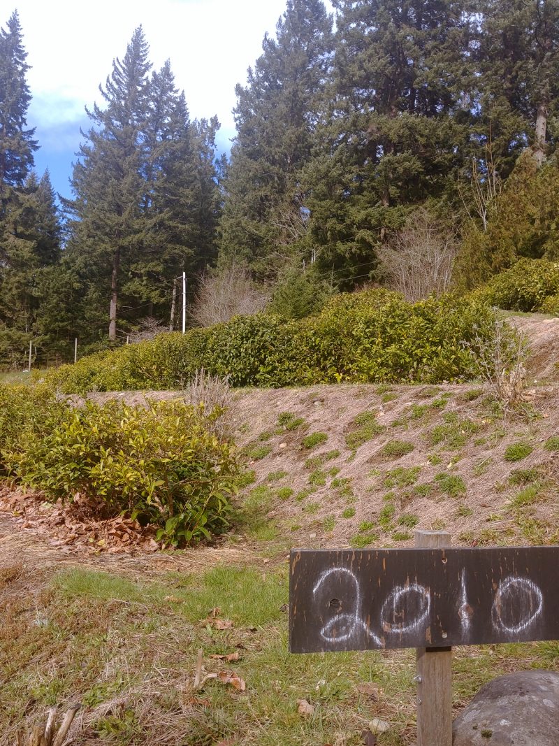 Where to eat in Cowichan BC | Pink Chai